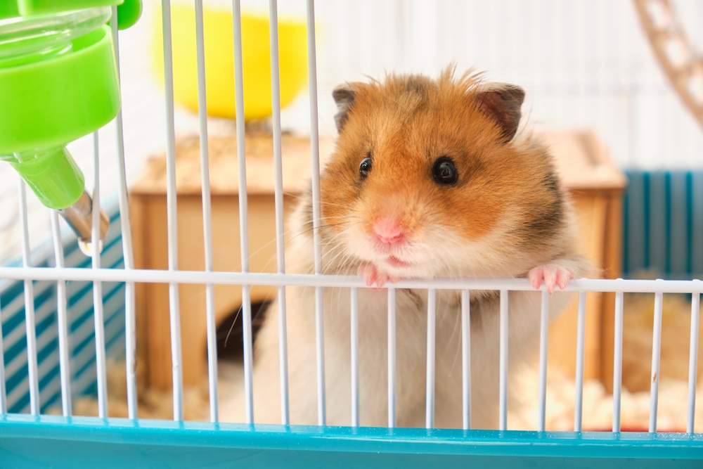 How often do you need to clean an animal cage?