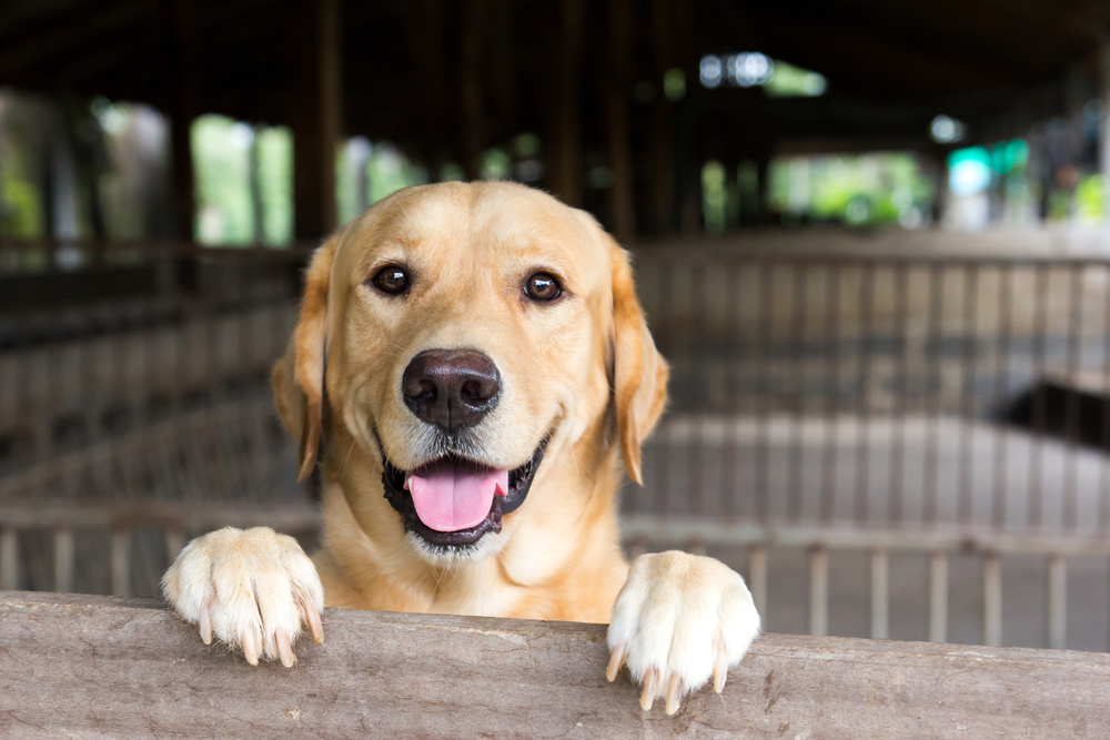 What can I use to clean my pet cage?